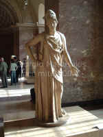 Atena pacifica o mattei vista B.jpg (83136 byte)